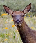 Elk 7589